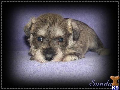 Miniature Schnauzer Puppies for Sale
